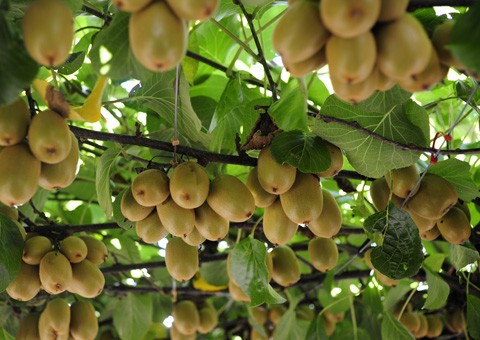 Kiwi